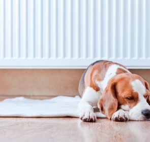 Dog resting near a warm central heating radiator