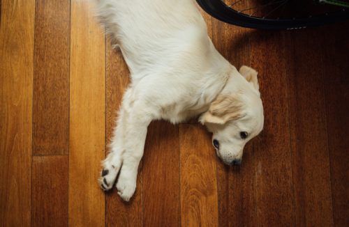 Dog sleeping on warm floor; underfloor heating systems